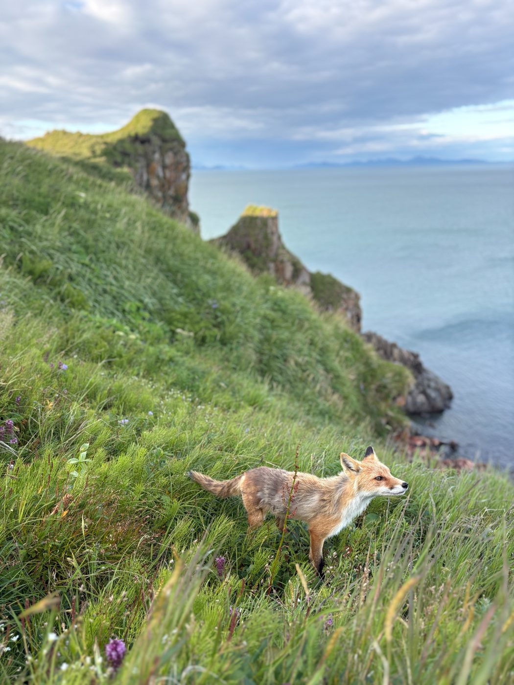 Round Island fox