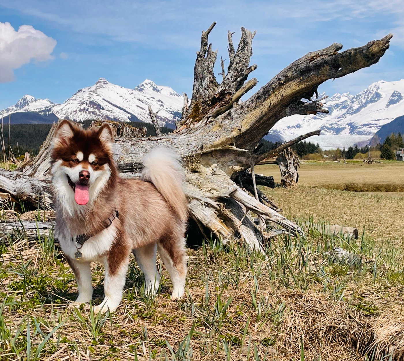 Finn standing by driftwood with snowy peaks and a glacier behind