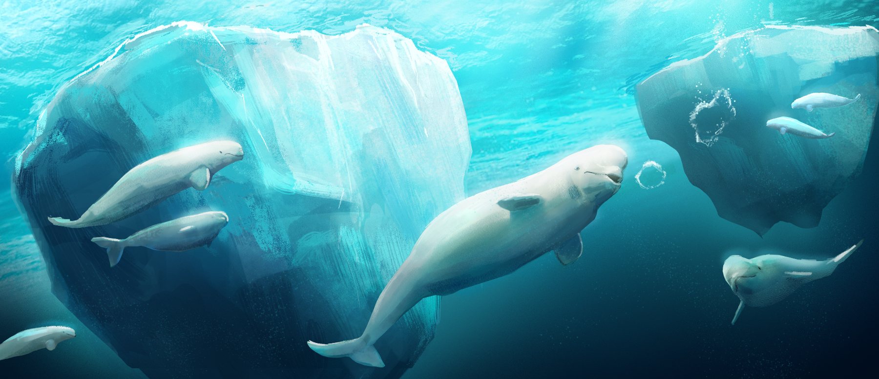 Beluga whales and a narwhal beneath an iceberg